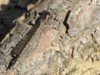 Sympecma fusca, Gemeine Winterlibelle