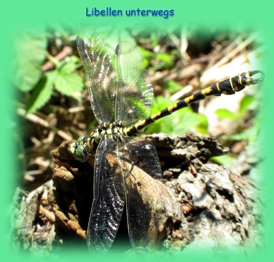 Flussjungfern, Gomphidae