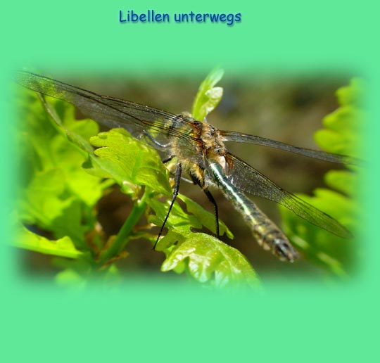Falkenlibellen, Corduliidae
