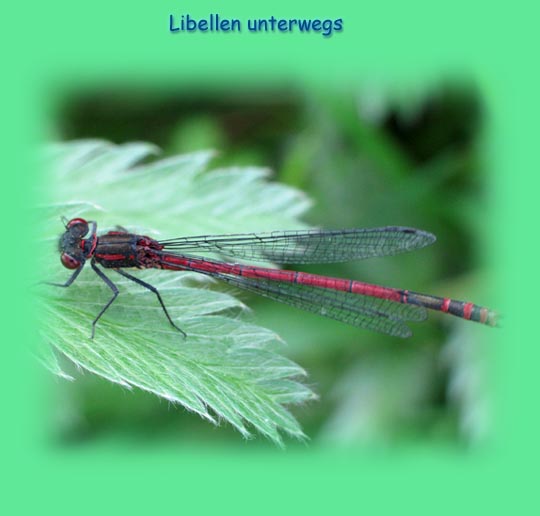 Schlanklibellen, Coenagrionidae