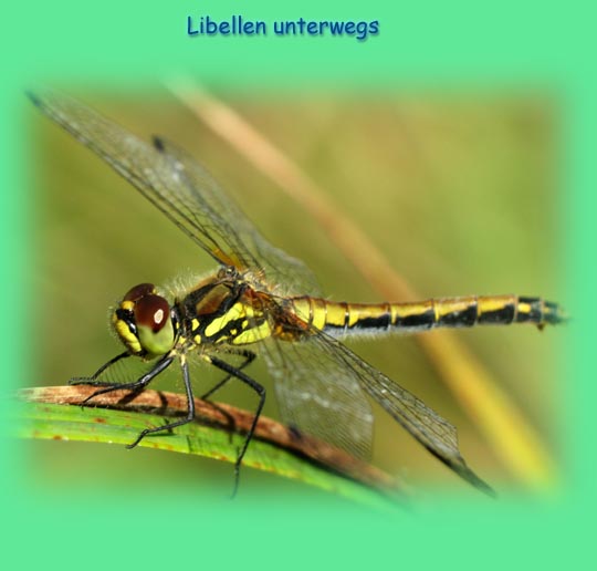 Segellibellen, Libellulidae
