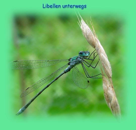 Teichjungfern, Lestidae