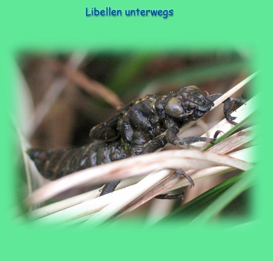Gomphus vulgatissimus, Gemeine Keiljungfer