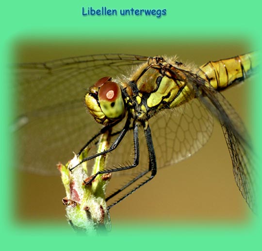Sympetrum sanguineum, Blutrote Heidelibelle