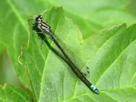 Odonata