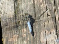 Odonata