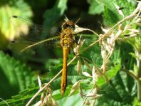 Odonata