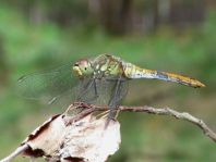 Odonata