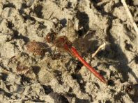 Odonata