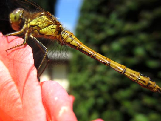 Sympetrum sp.
