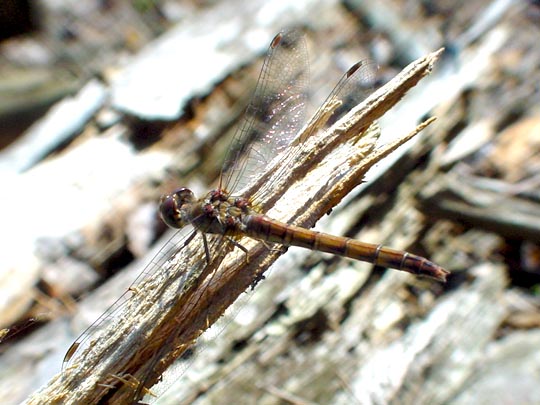 Sympetrum sp.