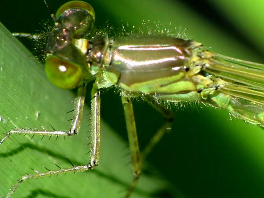 Erythromma sp.