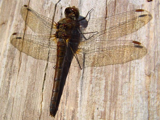 Sympetrum sp.