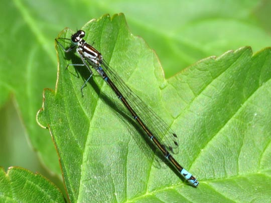 Odonata