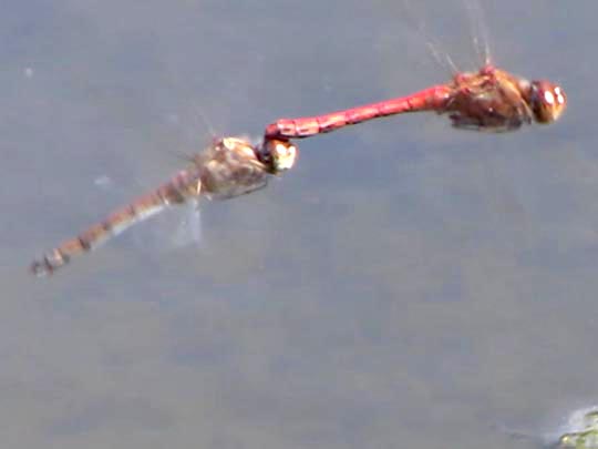Sympetrum sp.