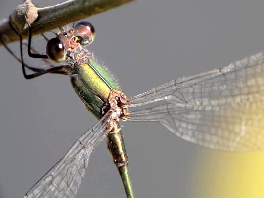 Lestes sp.