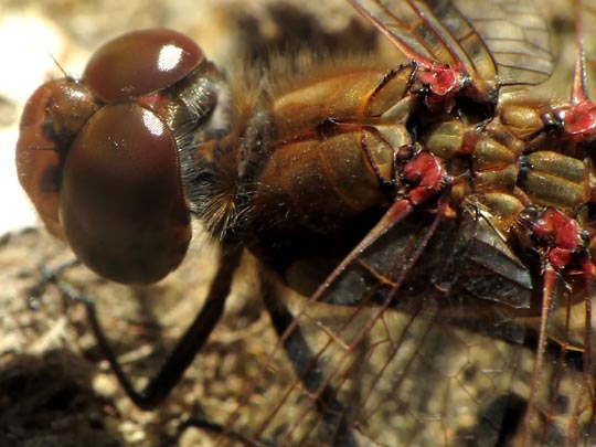Sympetrum sp.