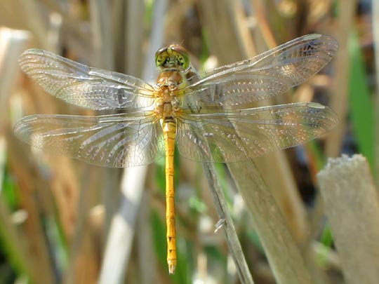 Sympetrum sp.