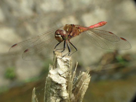 Sympetrum sp.