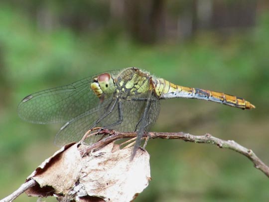 Odonata