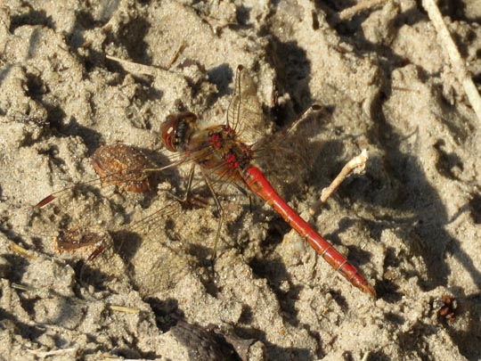 Odonata
