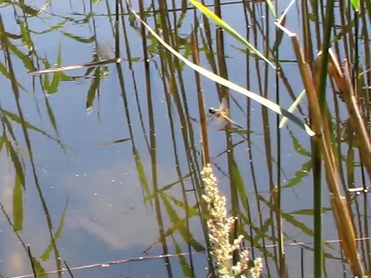Odonata