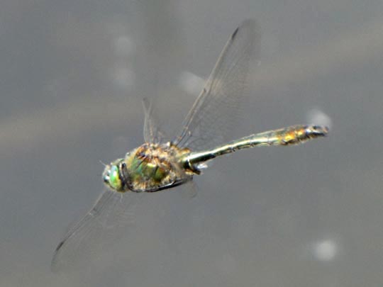 Falkenlibelle, Corduliidae