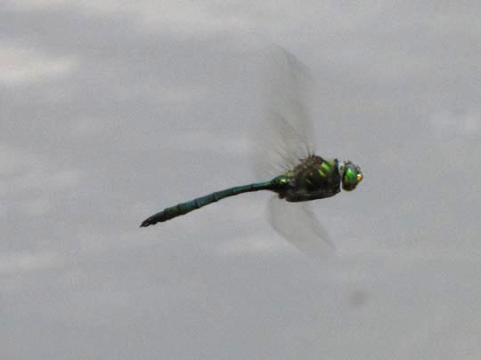 Falkenlibelle, Corduliidae