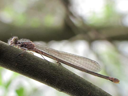 Coenagrionidae