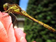 Sympetrum