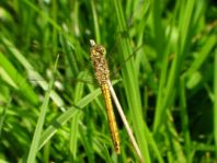 Sympetrum sp.