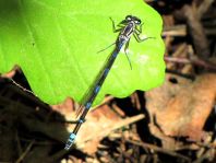 Coenagrionidae