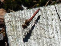 Sympetrum sp.