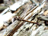 Sympetrum sp.