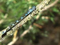 Coenagrionidae