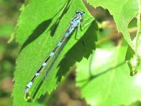 Coenagrionidae