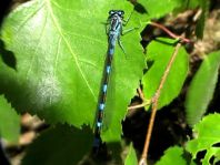 Coenagrionidae