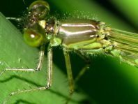 Erythromma sp.