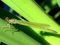 Erythromma sp.