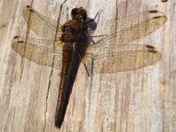 Sympetrum sp.