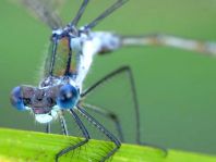 Lestes sp.
