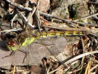 Sympetrum