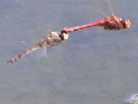 Sympetrum