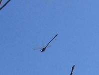 Odonata