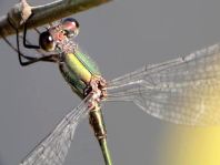 Lestes sp.