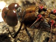Sympetrum