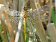 Sympetrum