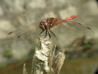 Sympetrum