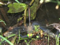 Falkenlibelle, Corduliidae