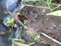 Falkenlibelle, Corduliidae